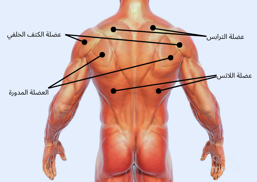 تشريح عضلات الظهر