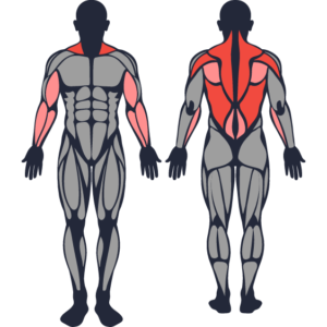 العضلات المستهدفة من تمرين Barbell row