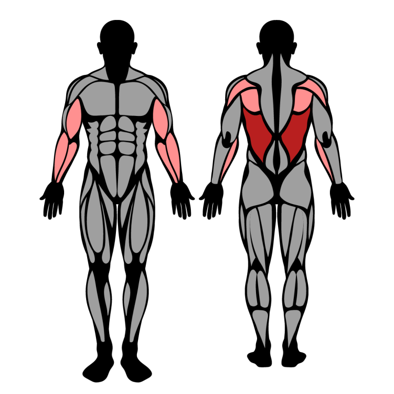 العضلات المستهدفة من تمرين Pull-up